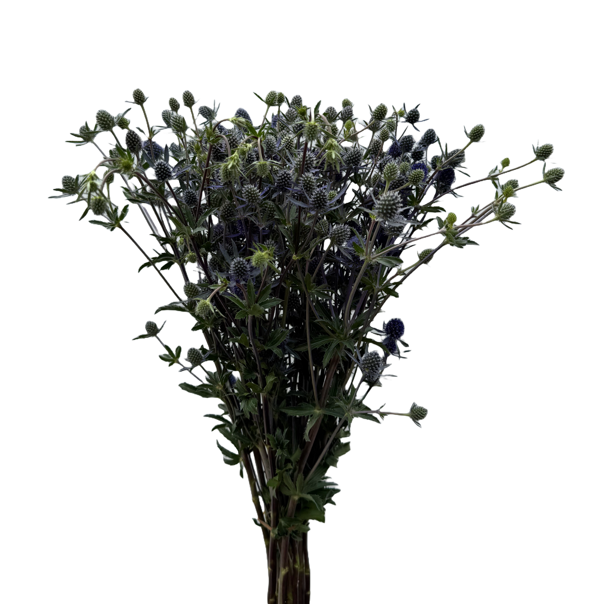 Eryngium